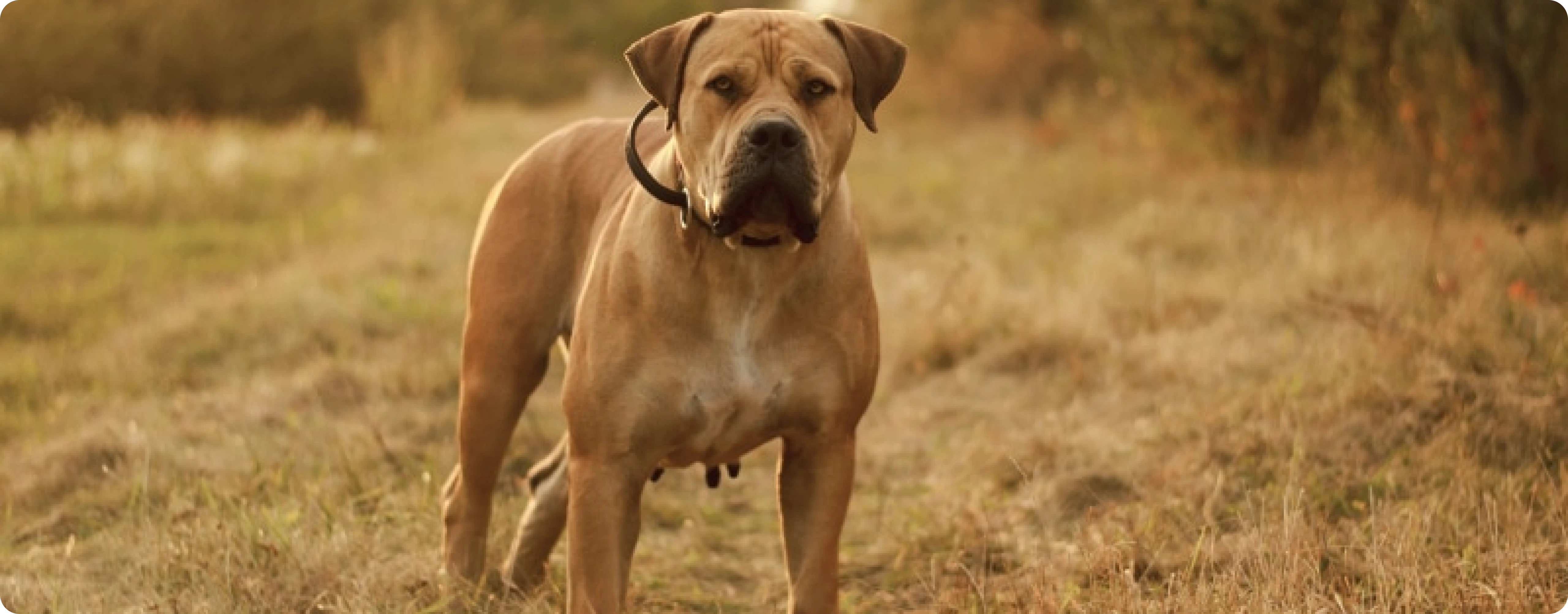 Boerboel