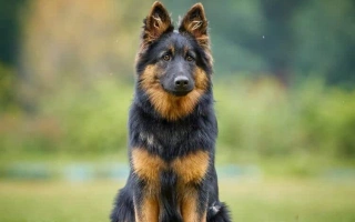 Bohemian Shepherd is a bright, loyal, and gentle herding breed from the Czech Republic. A great family dog with protective yet friendly instincts.