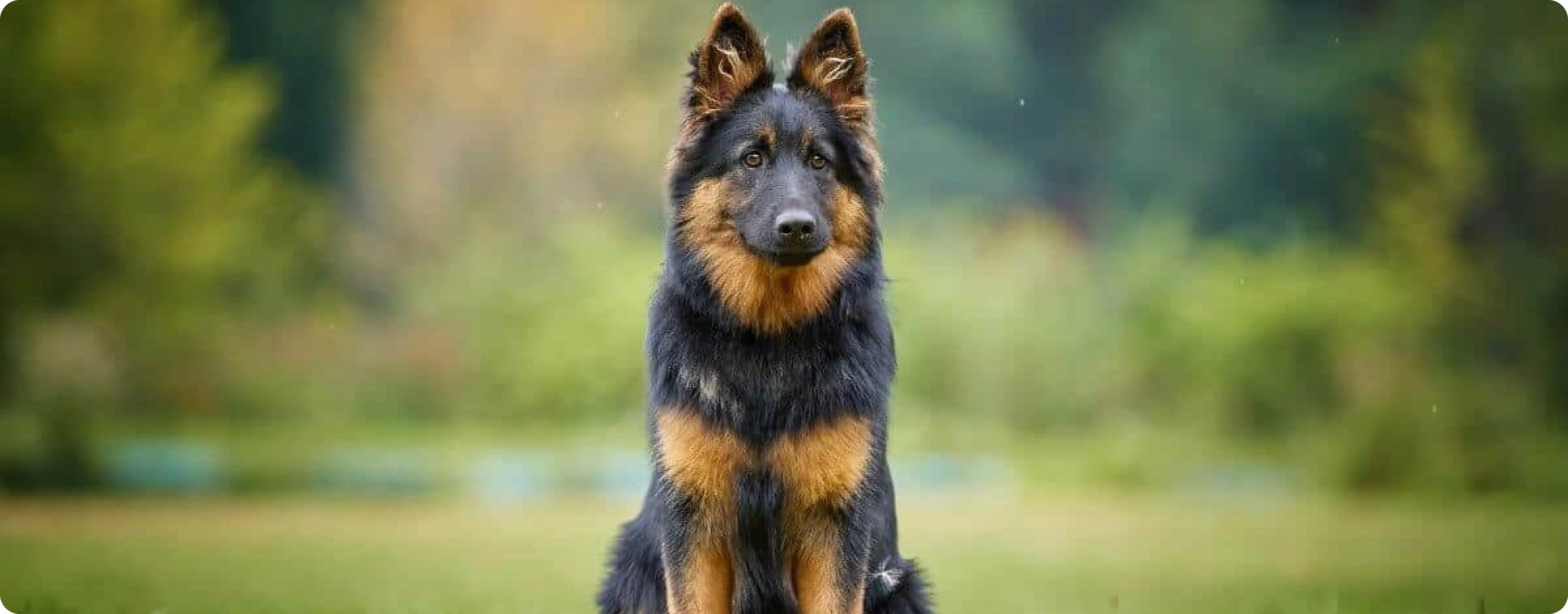 Bohemian Shepherd