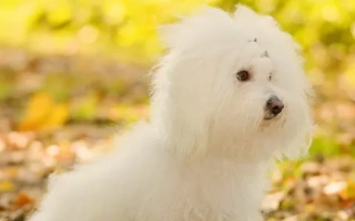 Bolognese is a calm, affectionate companion dog with a fluffy white coat. Perfect for families or seniors seeking a gentle, low-shedding breed.