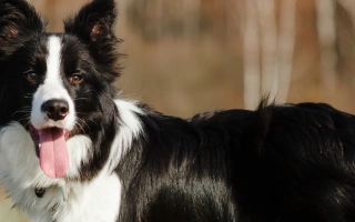 Discover the Border Collie – the world’s most intelligent and energetic herding breed. Learn about their temperament, training, exercise needs, and ideal lifestyle.