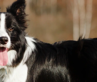Border Collie