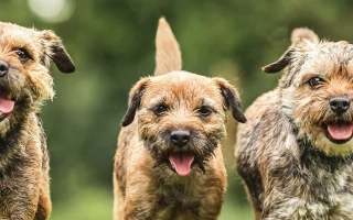 Learn about the Border Terrier – a brave, energetic, and affectionate terrier breed with a wiry coat and playful heart. Great with families and active homes.