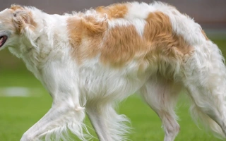 Borzoi is a graceful, quiet sighthound bred for speed and elegance. Ideal for calm homes seeking a loyal, low-shedding, aristocratic companion.