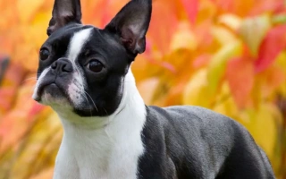 Discover the Boston Terrier – a cheerful, adaptable companion dog with a tuxedo coat and a big heart. Learn about its care, training, and ideal family lifestyle.