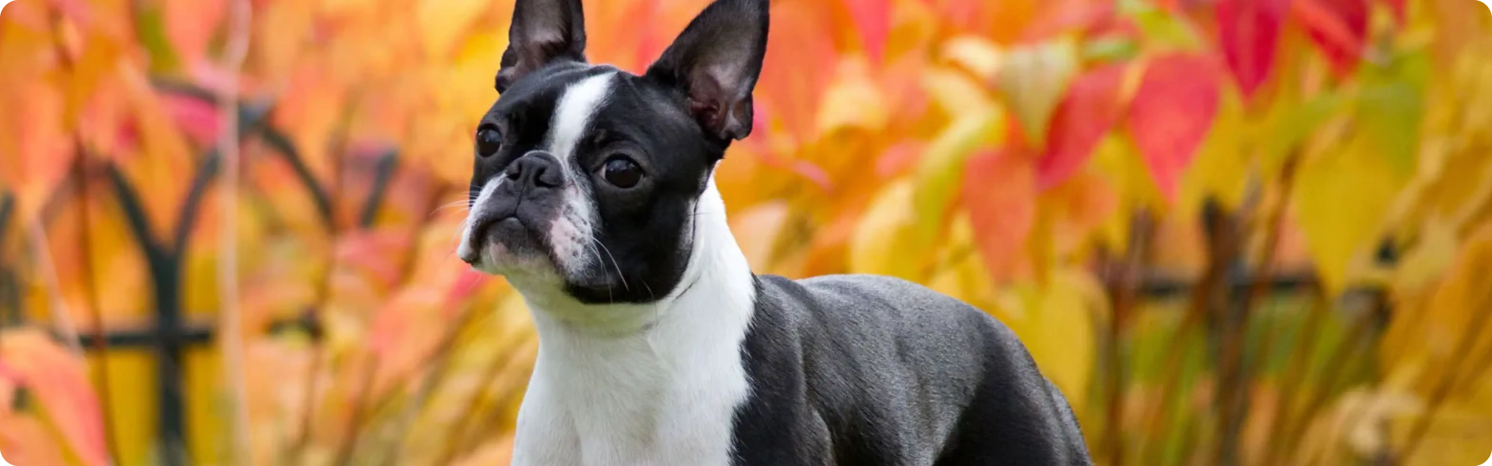 Boston Terrier