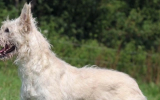 Bouvier des Ardennes is a rugged, loyal Belgian herder with a wiry coat. Ideal for active, experienced owners seeking a rare working dog.