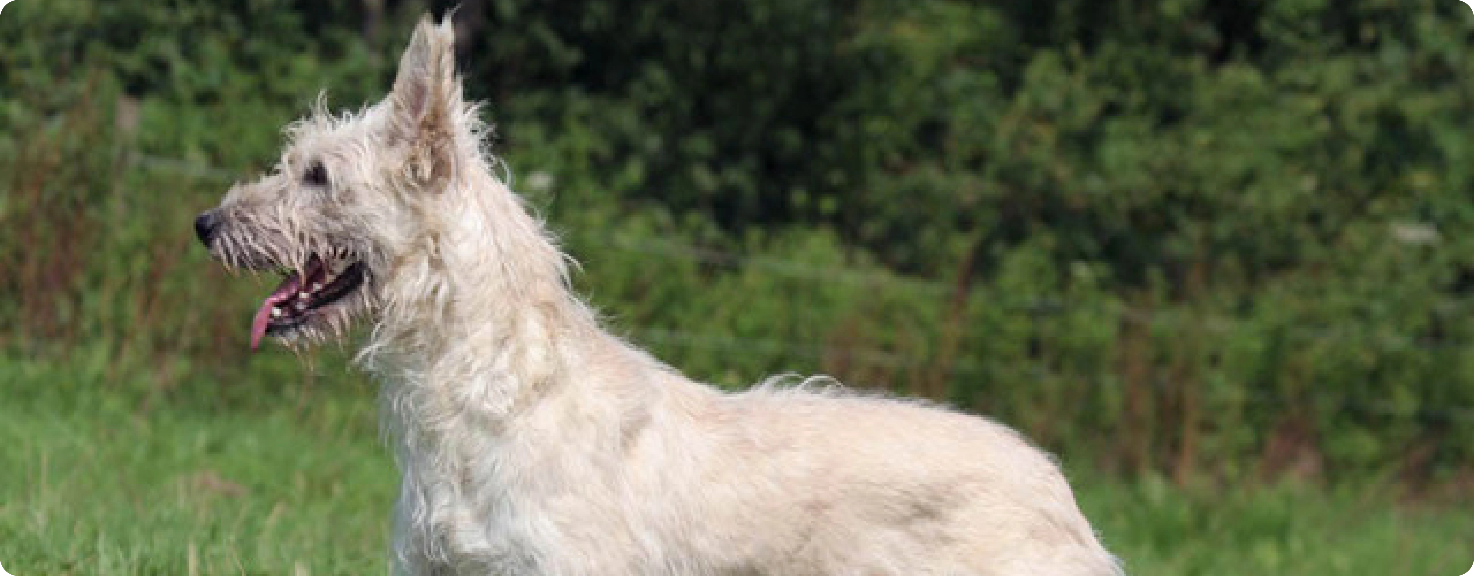 Bouvier des Ardennes