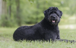 Bouvier des Flandres is a powerful, loyal herder with a rugged coat. Ideal for experienced owners seeking a calm yet protective companion.