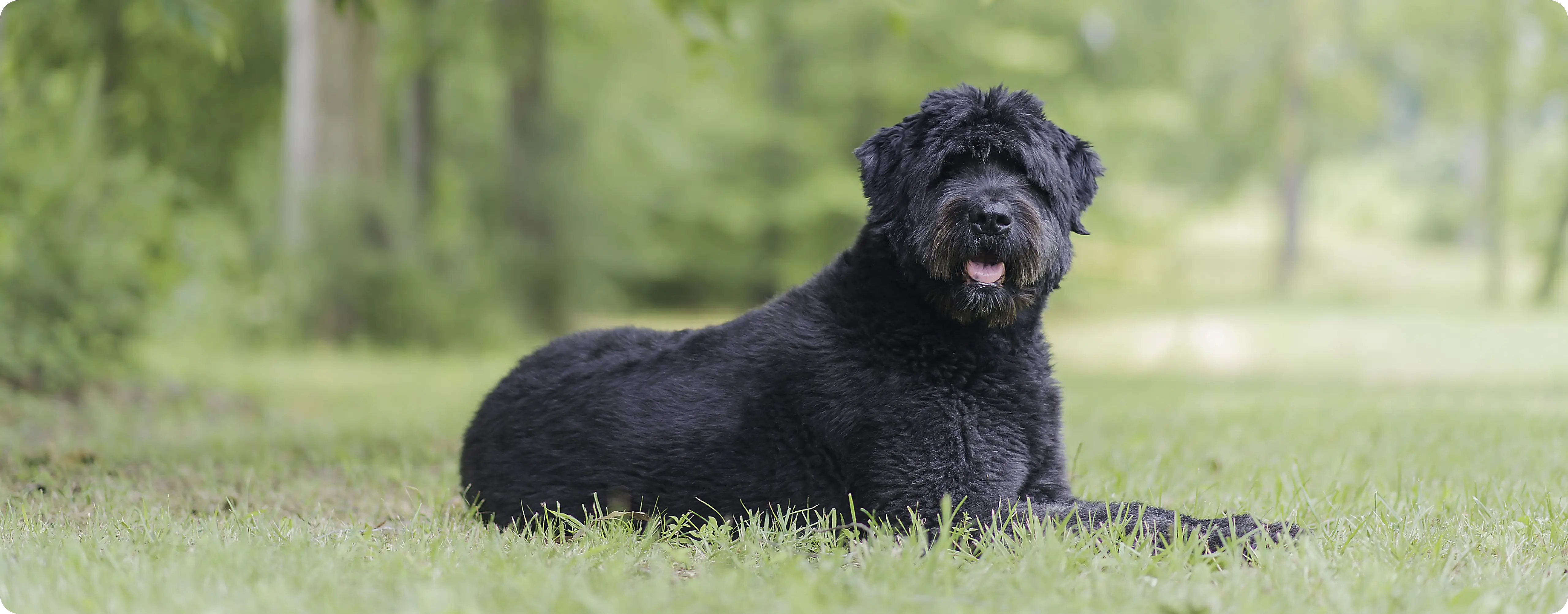 Bouvier des Flandres