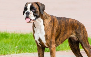 Learn about the Boxer – a strong, affectionate, and playful breed that thrives in active families. Discover its temperament, training needs, care tips, and lifestyle.
