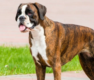 Boxer