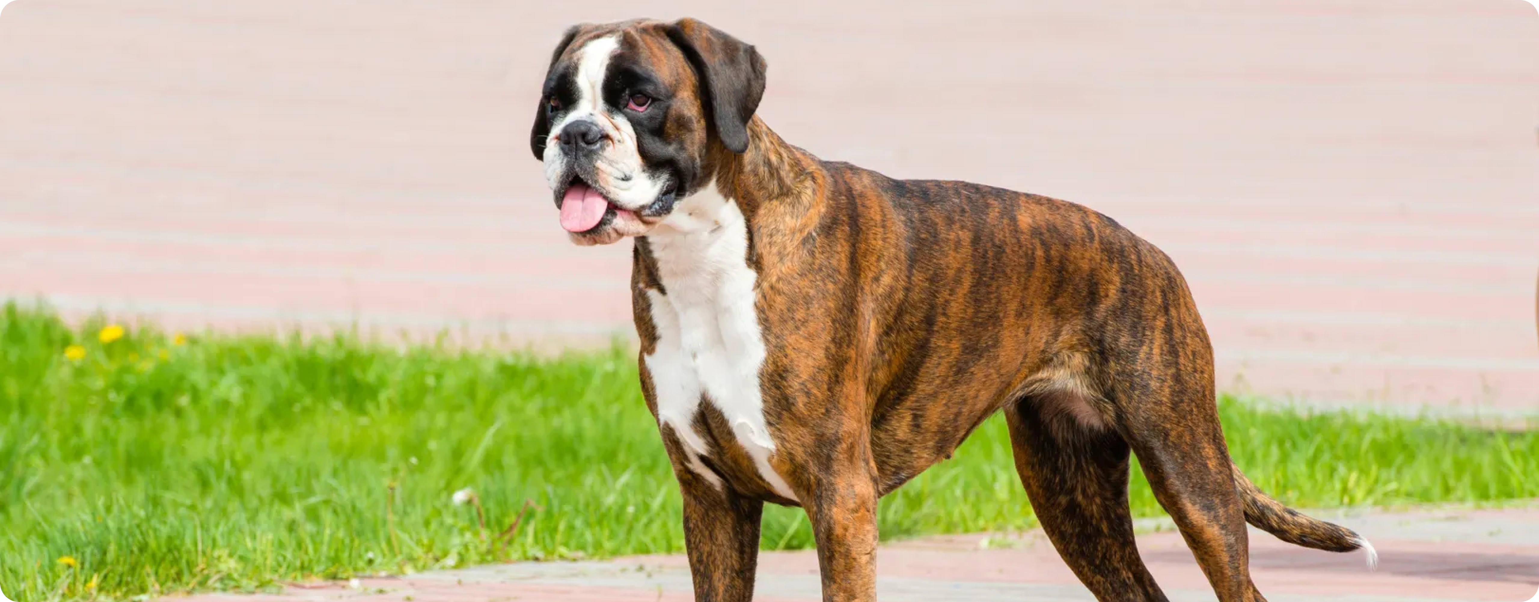 Boxer