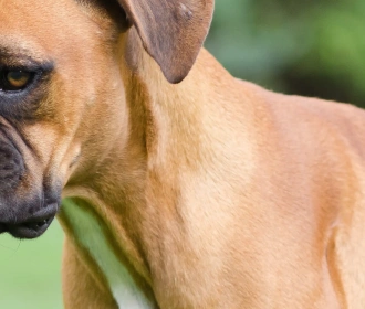 Boxer
