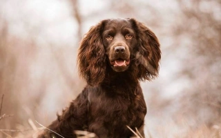 Boykin Spaniel is a friendly, energetic hunting companion with a rich brown coat. Great for active families seeking a cheerful, trainable dog.