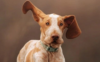 Bracco Italiano is a noble, affectionate gun dog with a strong nose and calm spirit. Ideal for active homes seeking a loyal, even-tempered hunter.