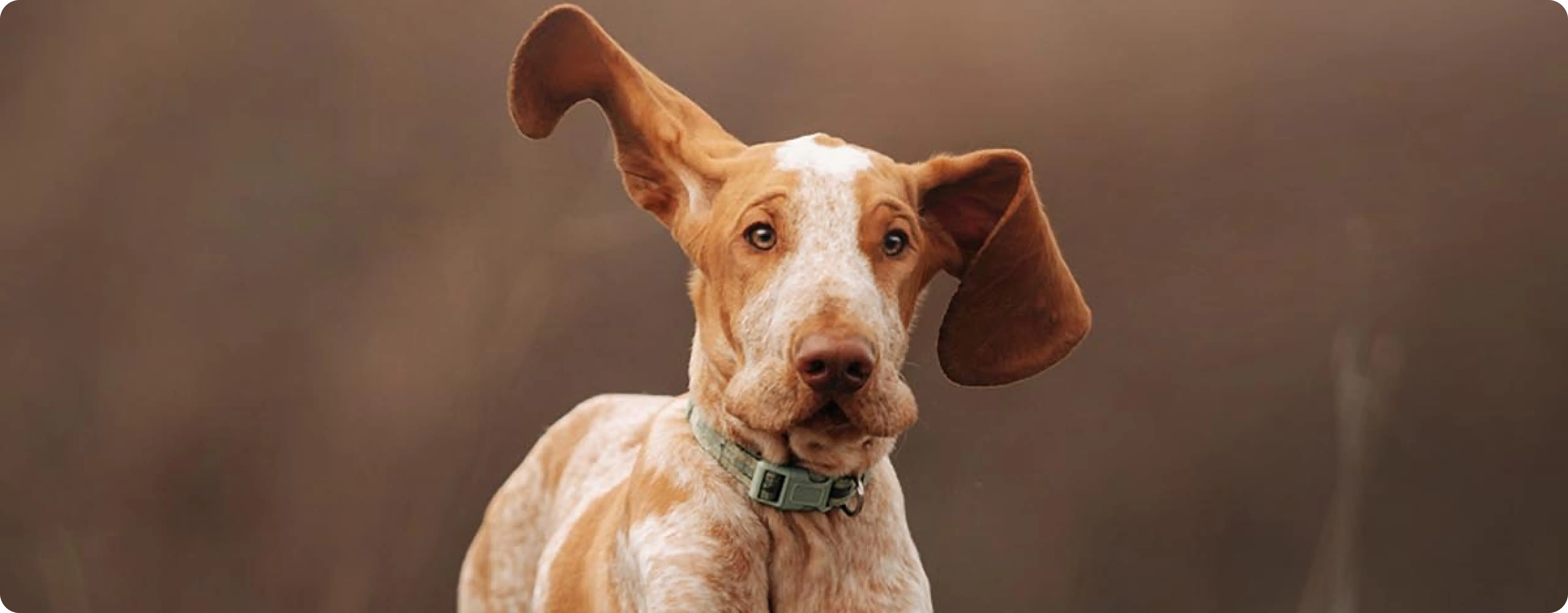 Bracco Italiano