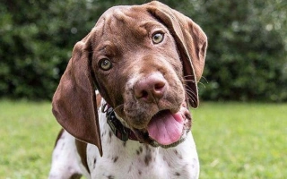 Braque du Bourbonnais is a gentle, athletic pointer with a unique ticked coat. Ideal for active families seeking a loyal and versatile companion.