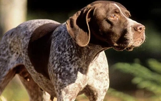 Braque Français Pyrenean is a responsive, loyal pointing dog with a smooth coat. Great for active families seeking a gentle, versatile hunter.
