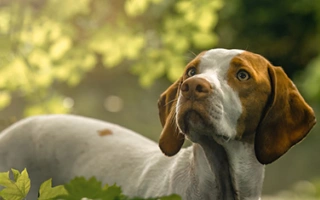 Braque Saint-Germain is a stylish, friendly pointer with strong hunting instincts and family loyalty. Great for active homes with gentle leadership.