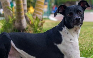 Brazilian Terrier is an alert, lively, and agile breed with a fearless nature. Ideal for active homes seeking a spirited and trainable companion.