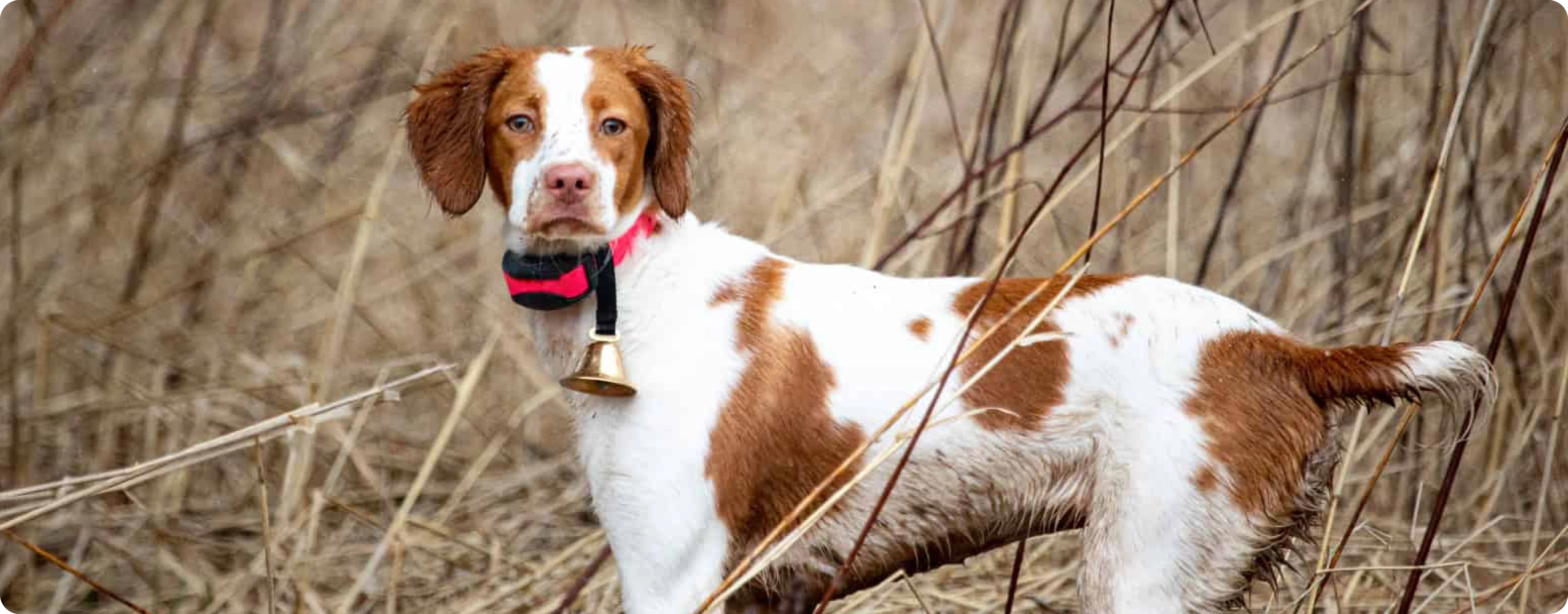Brittany Spaniel