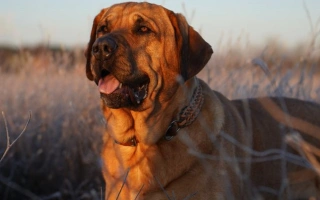 Broholmer is a calm, confident mastiff from Denmark known for its loyalty and protective nature. Great for experienced owners seeking a steady guardian.