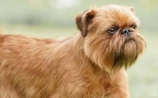 Brussels Griffon is a charming toy breed with a big personality and human-like expression. Perfect for devoted owners seeking a loyal lapdog.