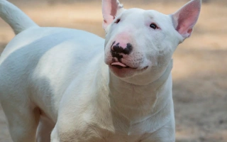 Meet the Bull Terrier – a strong, fun-loving companion with a unique look and tons of personality. Learn about their temperament, grooming, exercise, and training needs.