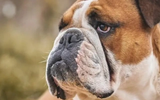 Discover the Bulldog – a gentle, low-energy breed with a lovable personality and iconic wrinkled face. Learn about care, health, and ideal home environments.