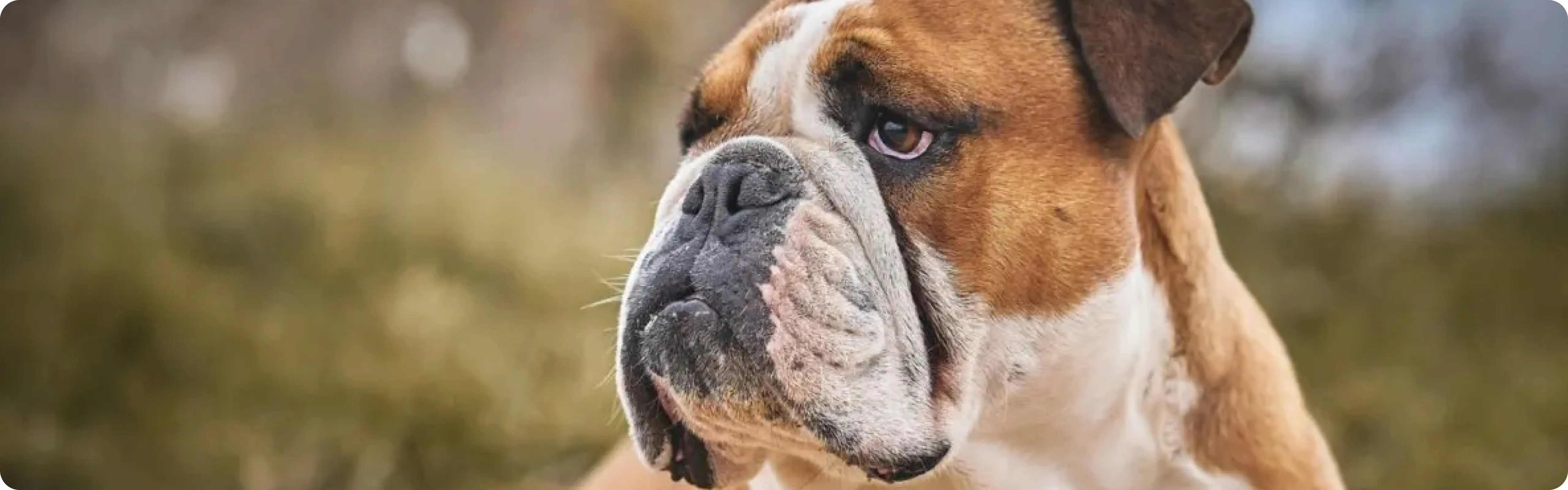 Bulldog