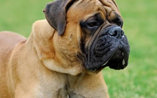 Discover the Bullmastiff – a loyal, protective guardian with a calm temperament and strong build. Learn about training, grooming, and care for this gentle giant.