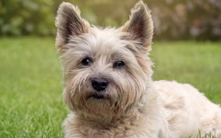 Cairn Terrier is a spirited and tough little dog with a big personality. Ideal for active homes seeking a clever, loyal, and low-shedding companion.
