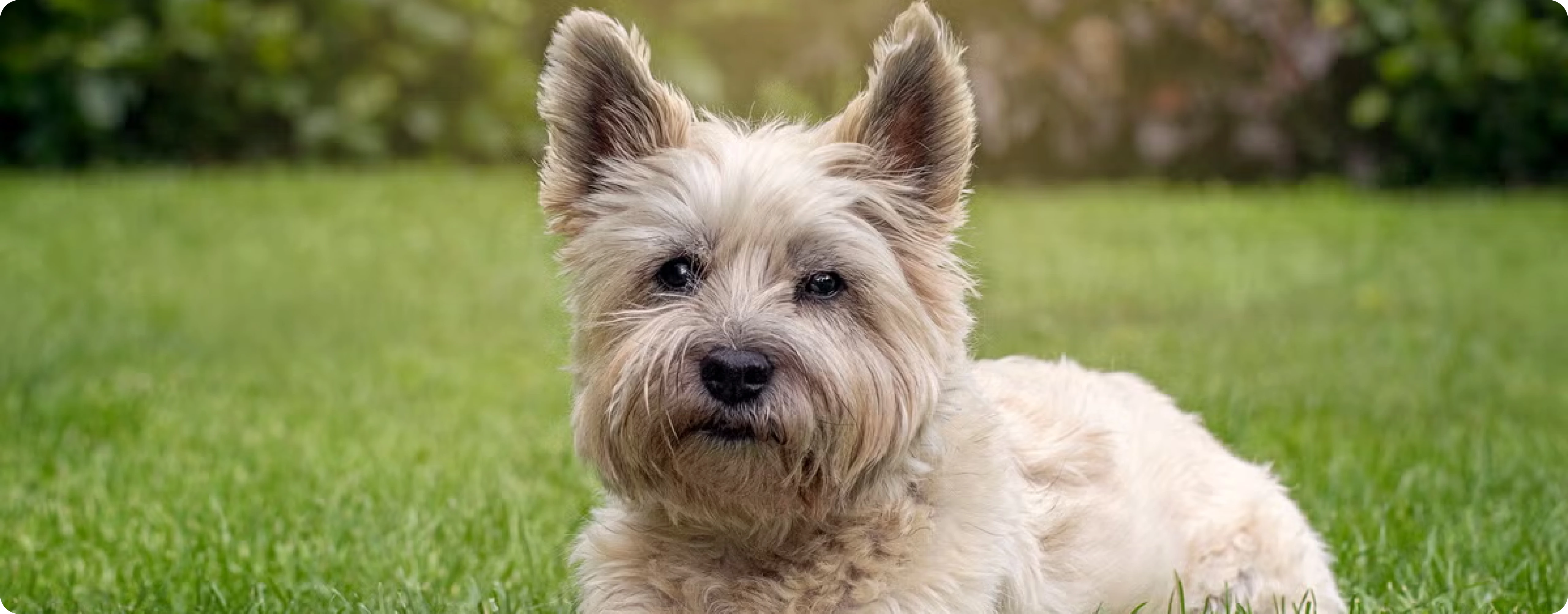 Cairn Terrier