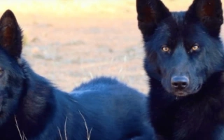 Calupoh is a rare Mexican wolfdog breed with a striking black coat and deep loyalty. Ideal for experienced owners seeking a noble, protective companion.