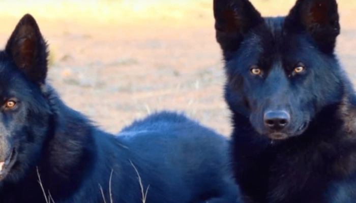 Calupoh Dog Breed Information - Dogsy.ie