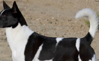 Canaan Dog is an ancient, agile guardian with sharp instincts and strong loyalty. Great for experienced owners seeking a rare, alert companion.
