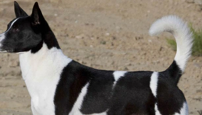 Canaan Dog Breed Information - Dogsy.ie