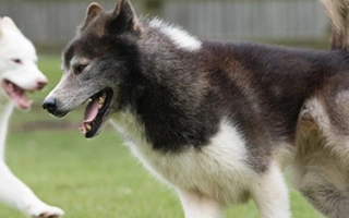 Canadian Eskimo Dog is a hardy Arctic breed with immense strength and loyalty. Best for experienced owners seeking a working companion with history.