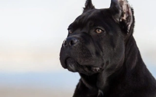 Learn about the Cane Corso – a powerful, loyal working dog bred for protection and companionship. Discover care tips, training advice, and lifestyle needs.