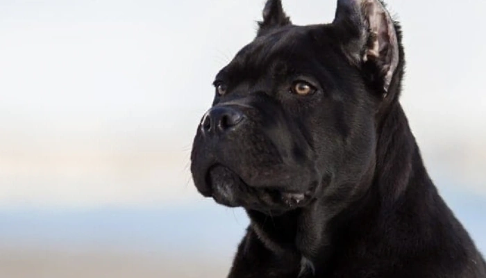 Cane Corso Dog Breed Information - Dogsy.ie