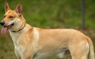 Carolina Dog is a rare, primitive American breed known for loyalty, independence, and keen awareness. Ideal for active, experienced owners.