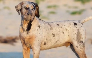Catahoula Leopard Dog is a bold, hardworking breed with striking merle coats and fierce loyalty. Best for active, experienced owners.