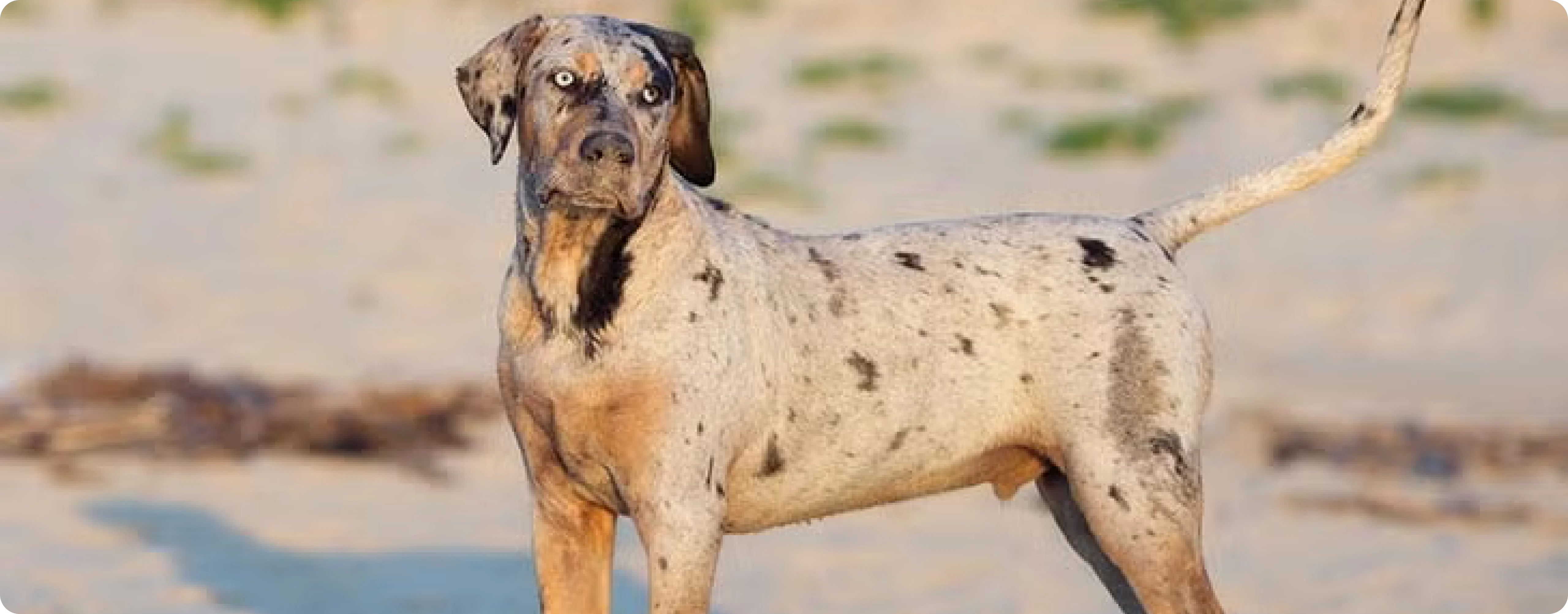 Catahoula Leopard Dog