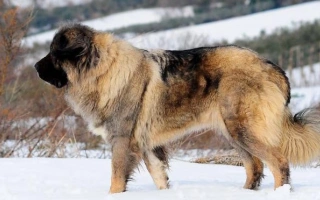 Meet the Caucasian Shepherd – a powerful, independent livestock guardian dog with unmatched loyalty. Learn about care, temperament, and training for this ancient breed.