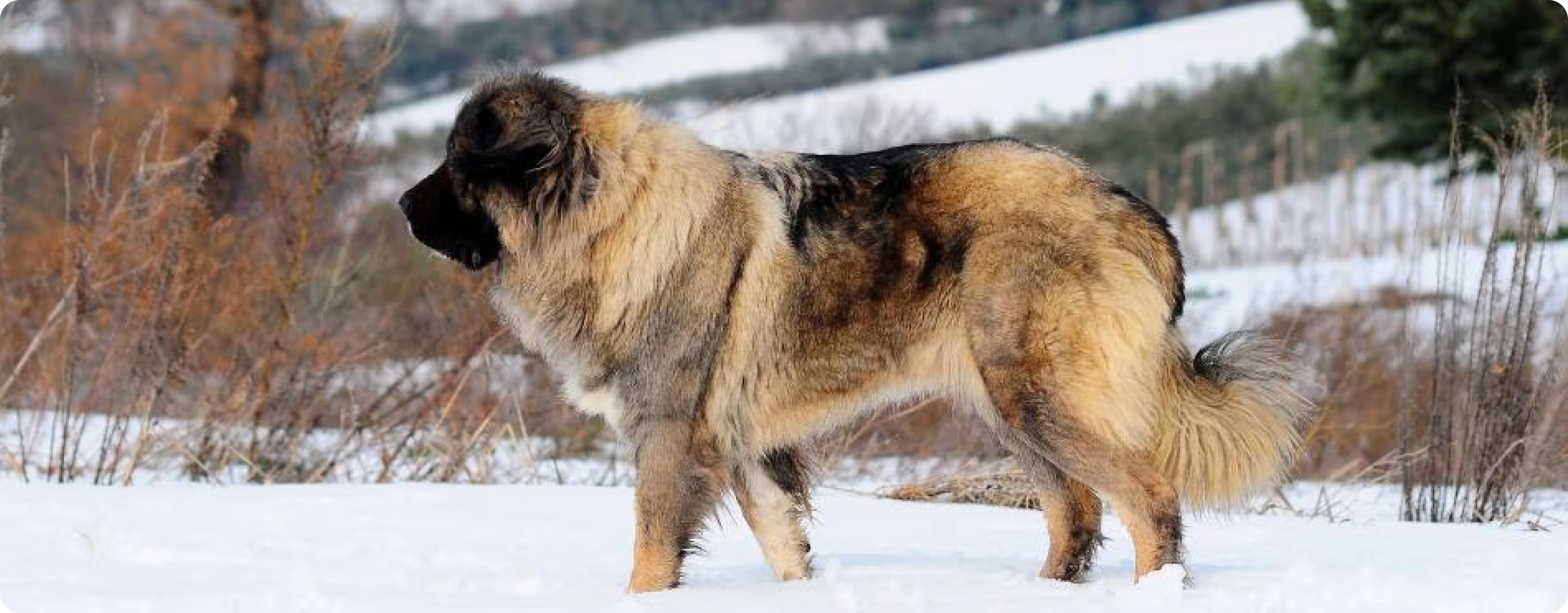 Caucasian Shepherd Dog