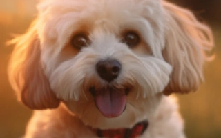 Meet the Cavachon – a lovable mix of Cavalier King Charles Spaniel and Bichon Frise. Discover its hypoallergenic traits, personality, care needs, and family suitability.
