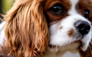 Discover the Cavalier King Charles Spaniel – a loving, graceful companion dog with a sweet personality. Learn about grooming, health, temperament, and care needs.