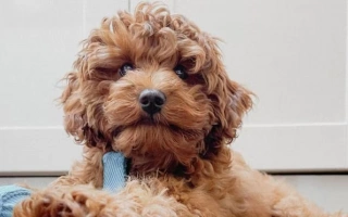 Meet the Cavapoo – a smart, cuddly crossbreed perfect for families and allergy sufferers. Learn about their personality, grooming needs, training, and daily care.