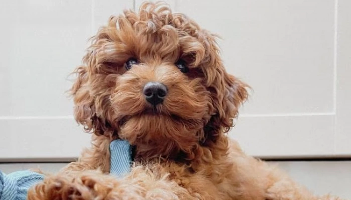 Cavapoo Dog Breed Information - Dogsy.ie